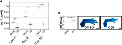 Wnt Signaling Coordinates the Expression of Limb Patterning Genes During Axolotl Forelimb Development and Regeneration